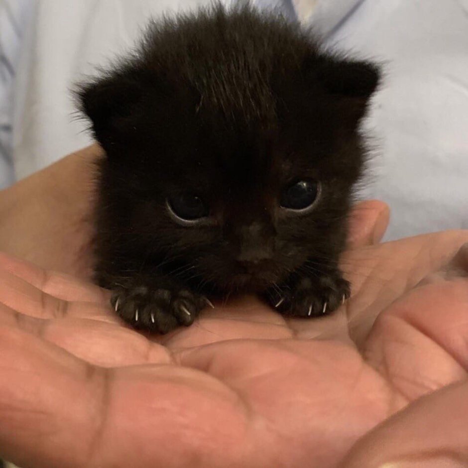 Маленьких черных котят