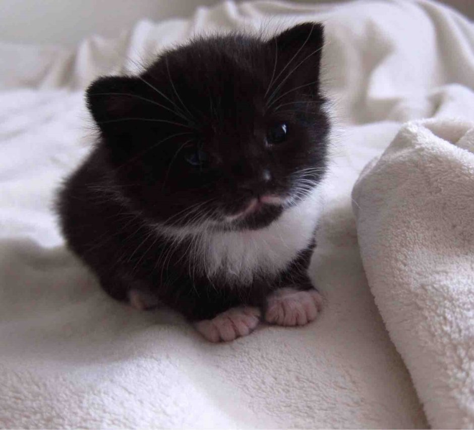 Милый чёрный котик