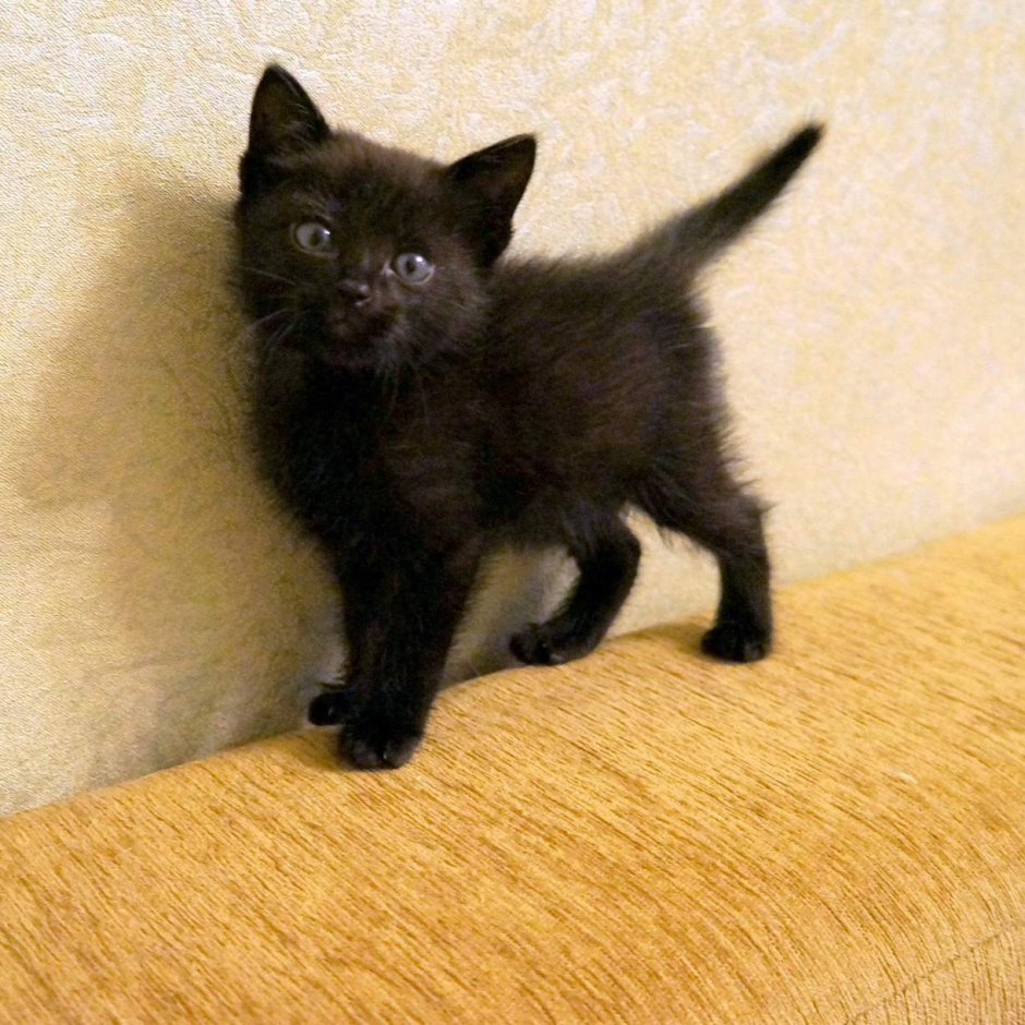 Черненький котенок