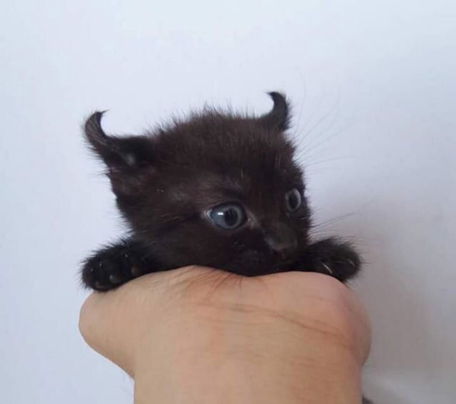 Котенок дьявол