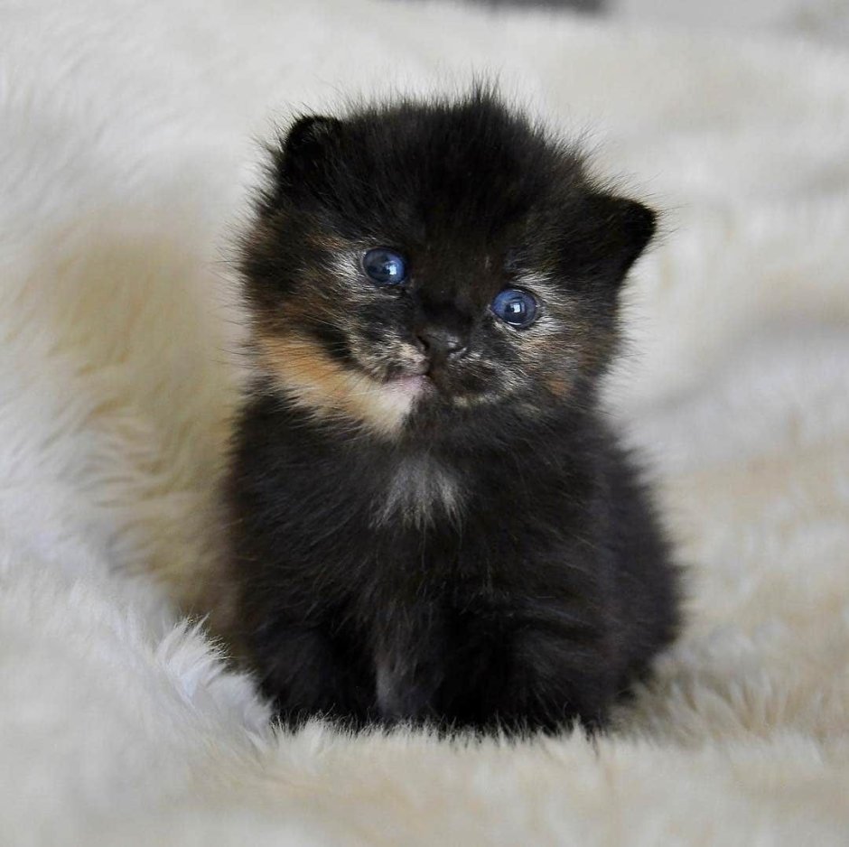 Маленький черный котенок