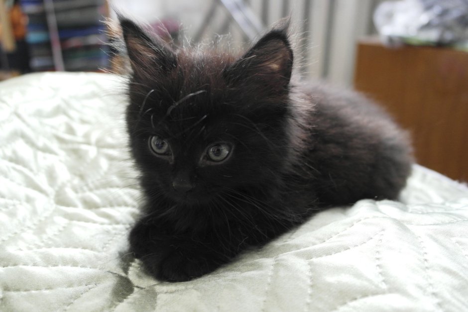 Маленькие чёрные пушистые котята