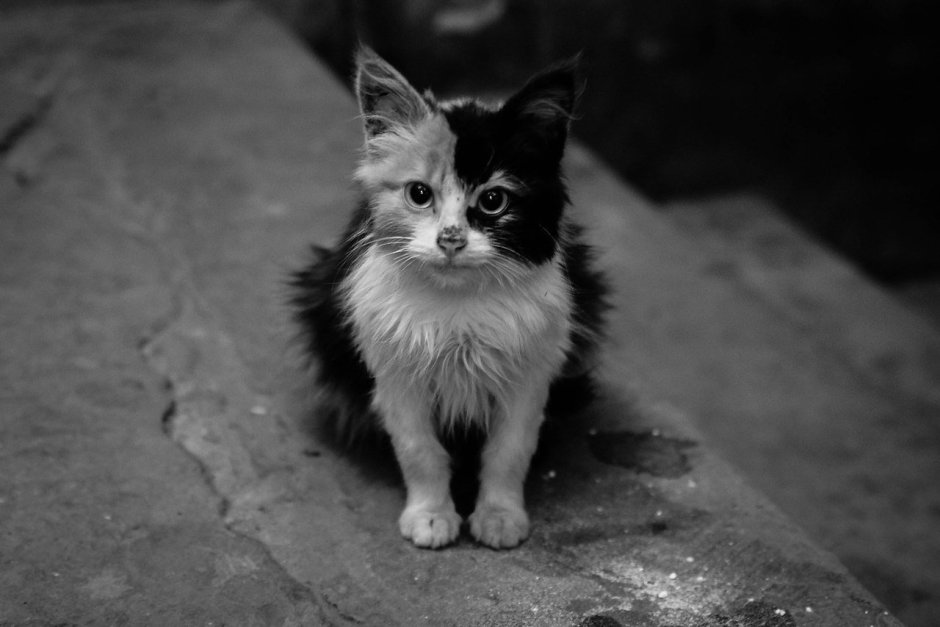 Котенок черно-белый