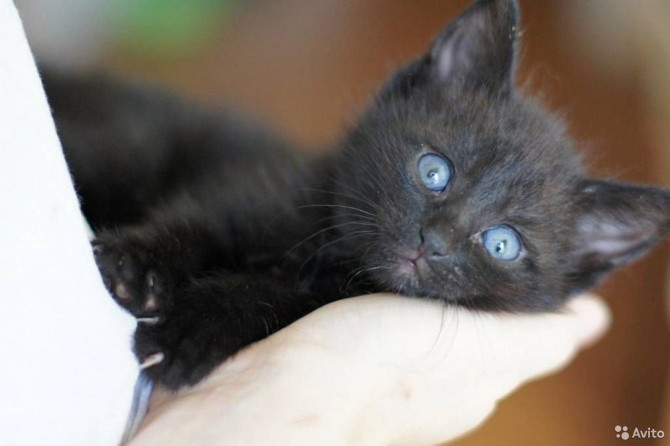 Чёрный котёнок с голубыми глазами