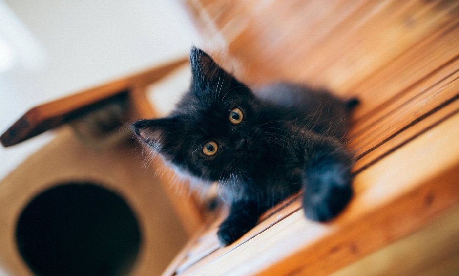 Черный котенок