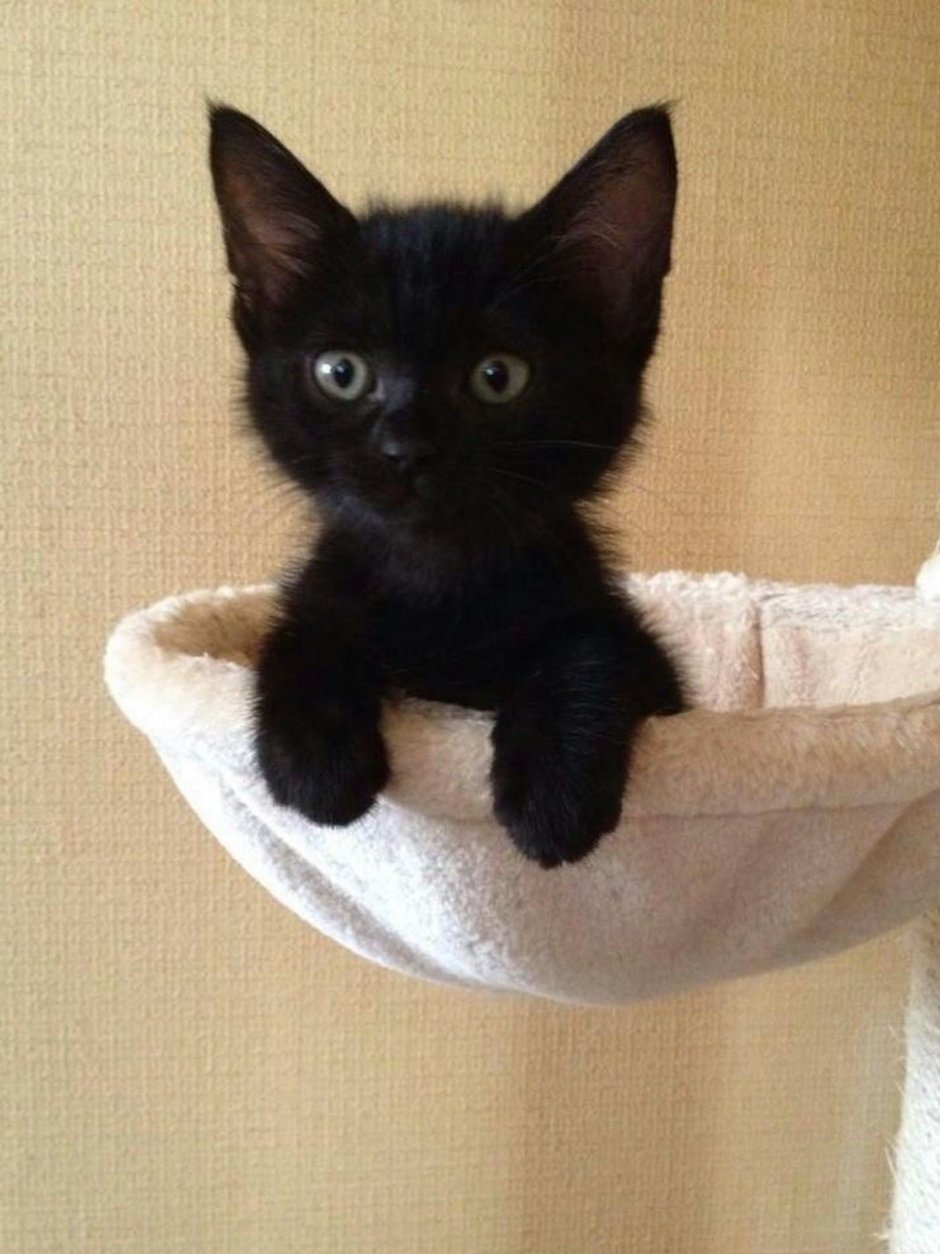 Милые котята бело черные