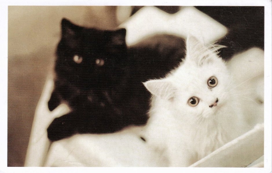 Серый кот с голубыми глазами