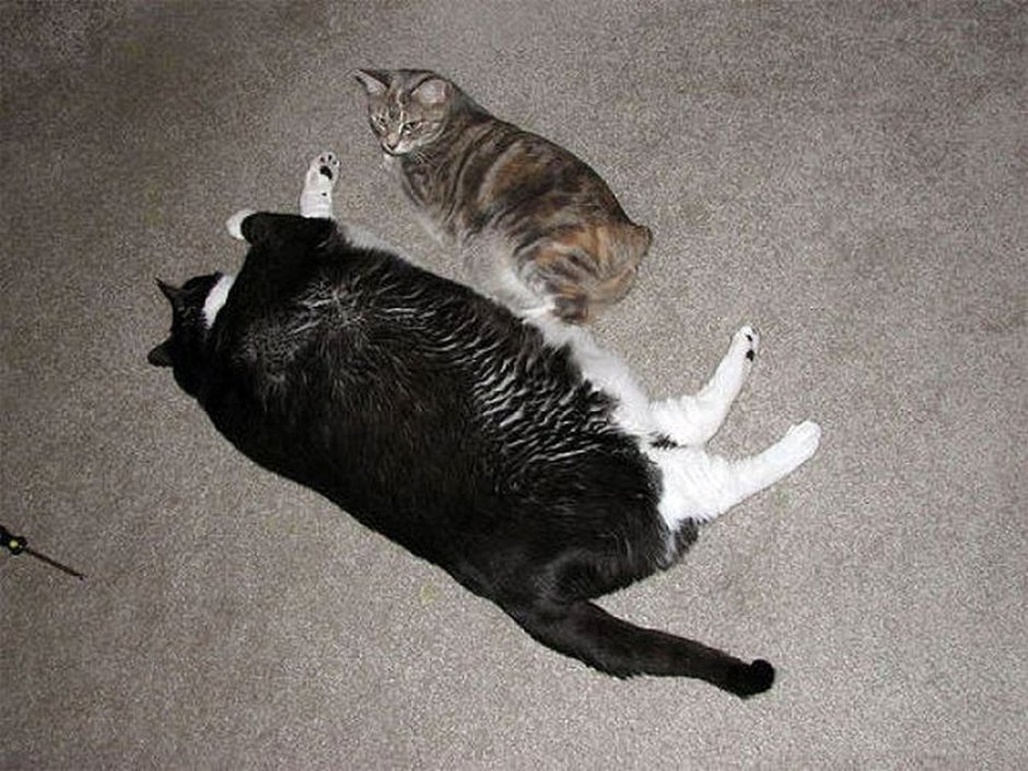 Толстый и худой кот