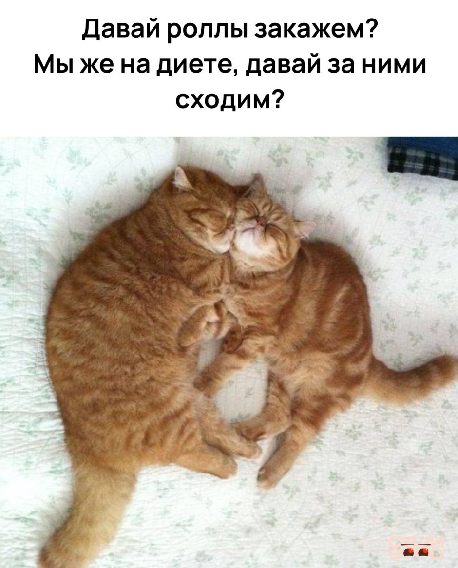 Два жирных кота