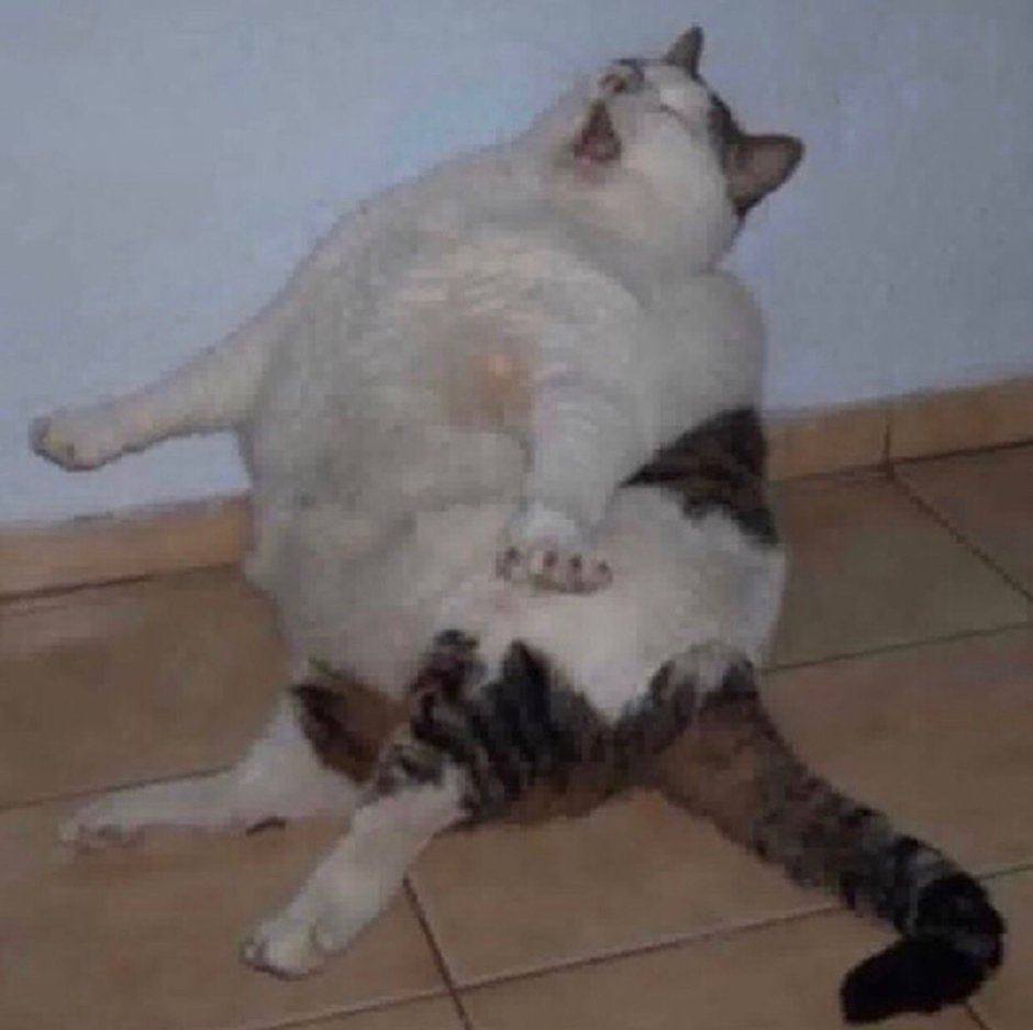 Кот батонится