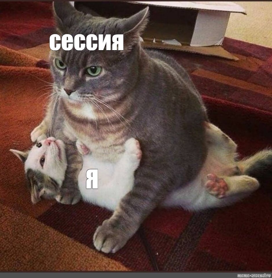 Толстые коты мемы