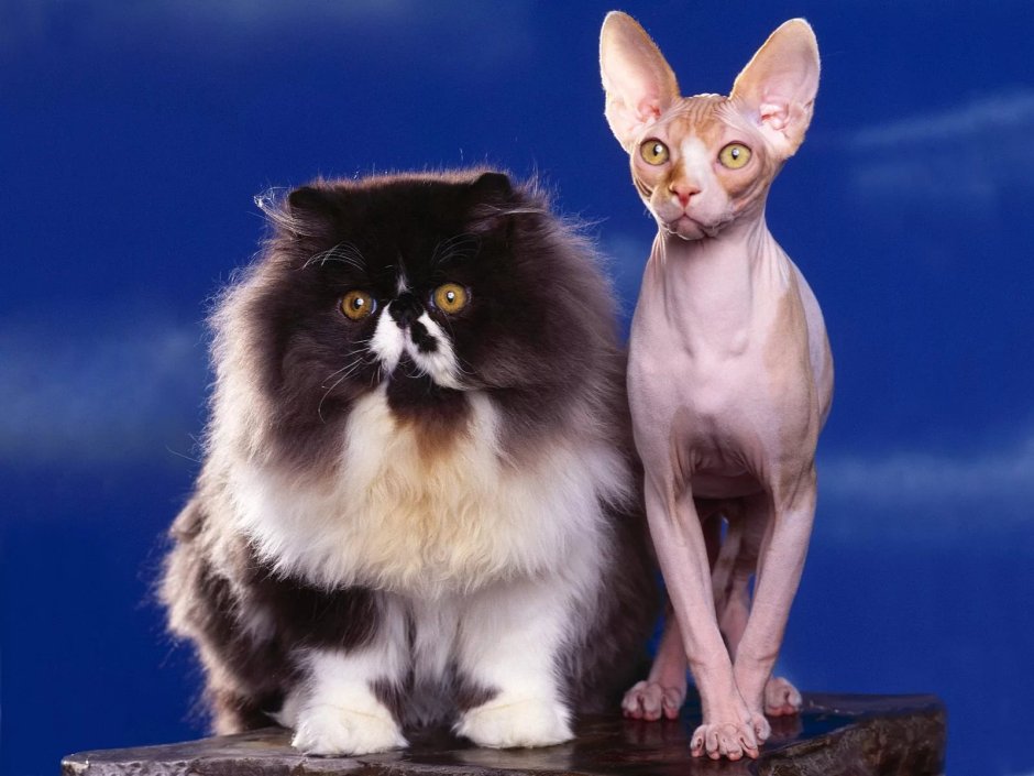 Породы кошек
