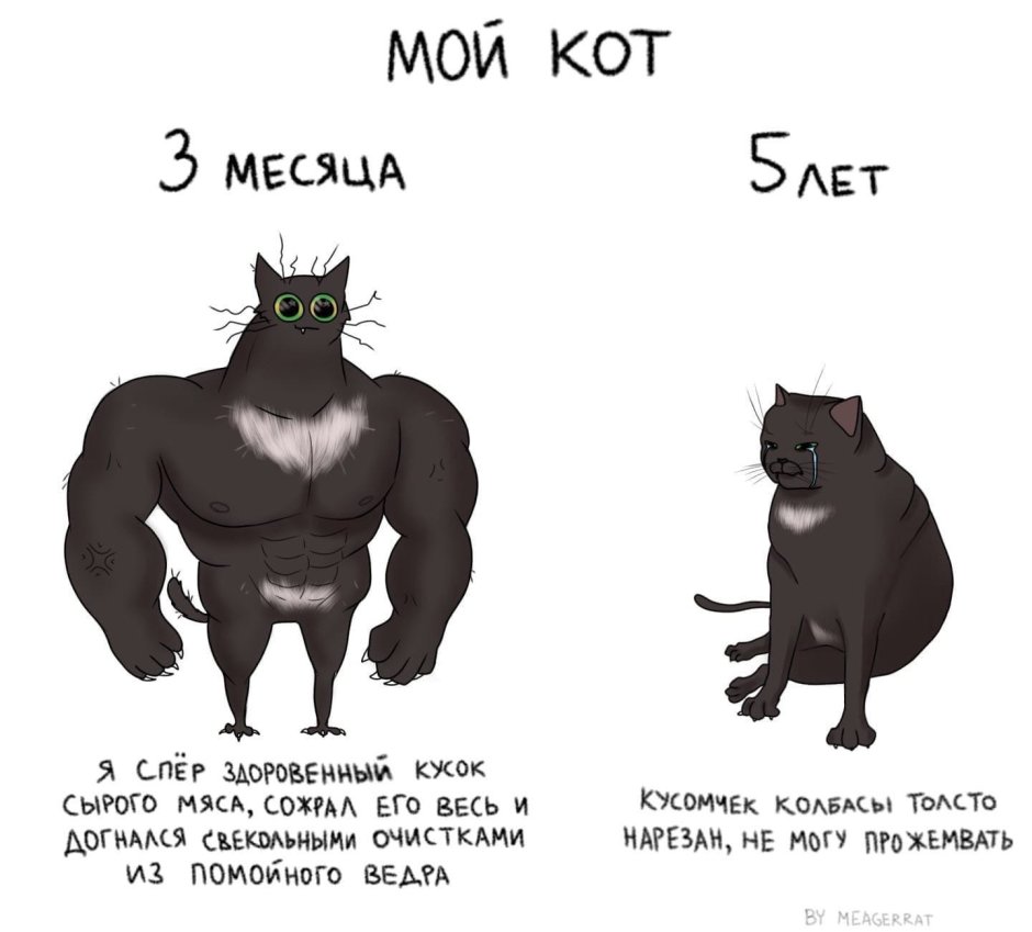 Мемы про трех котов