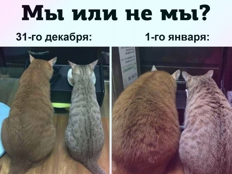 Толстый кот лежит на спине