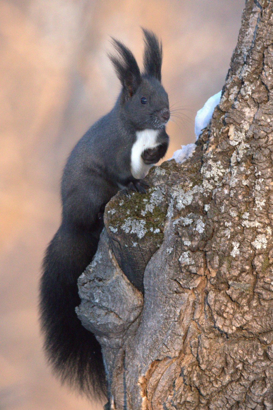 Черная Дальневосточная белка