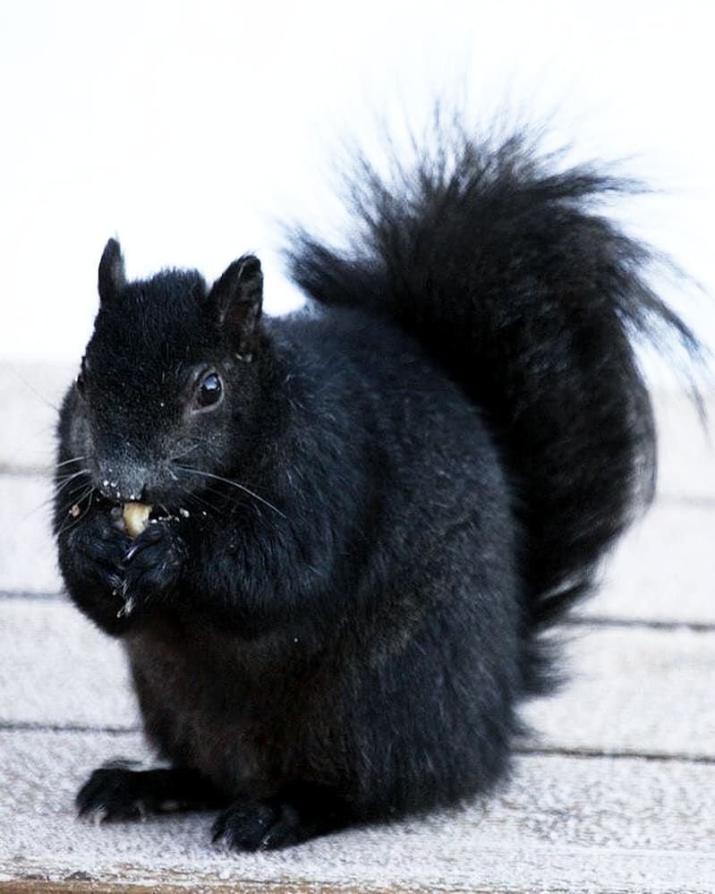 Существуют ли черные белки