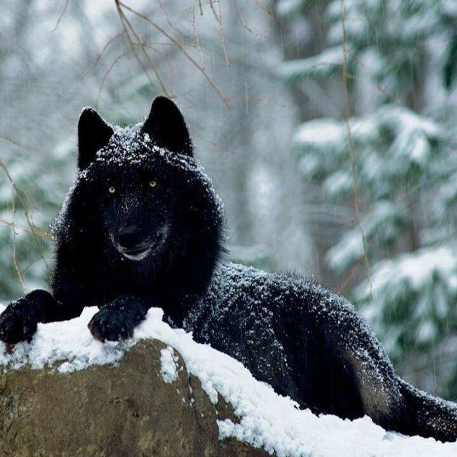 Белка меланист