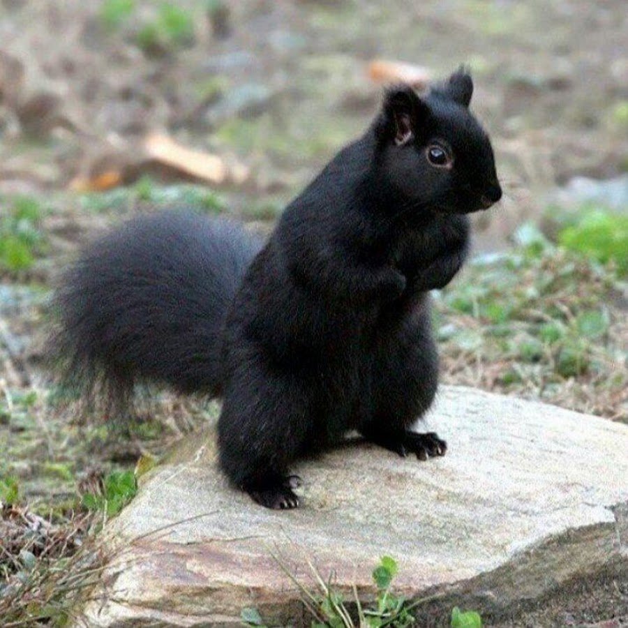 Канадская черная белка