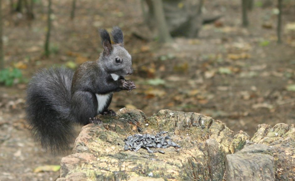 Дельмарвская черная белка