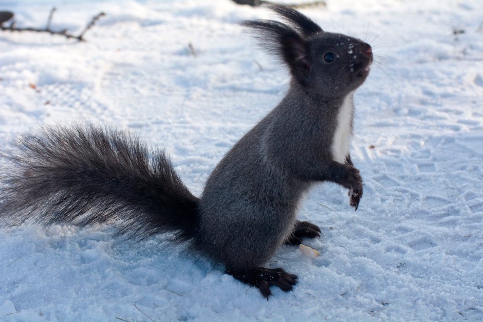 Черная Кавказская белка