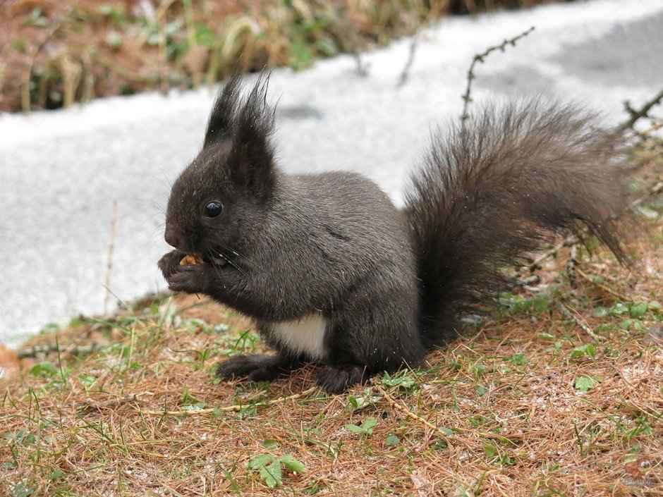 Черная белка Абхазия