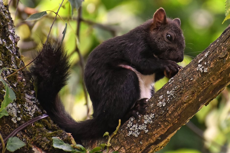 Дельмарвская черная белка