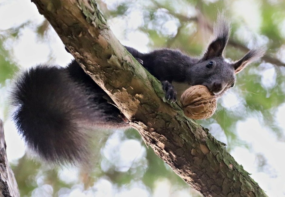 Кавказская белка