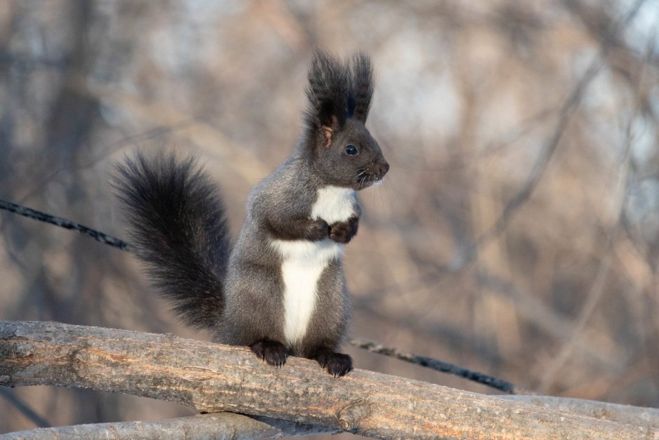 Черная белка