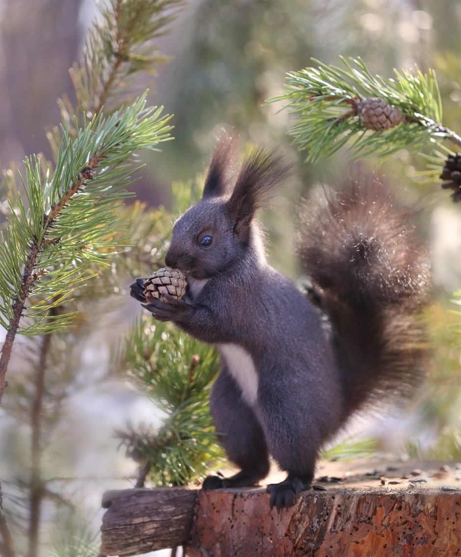 Черная Алтайская белка