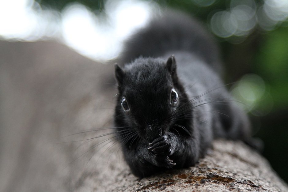 Черная Кавказская белка