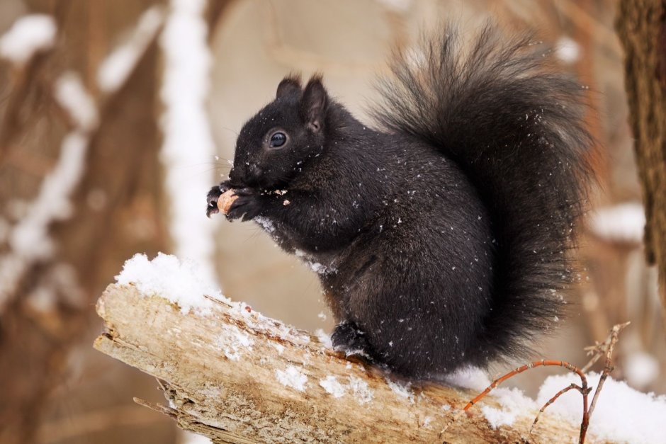 Чёрная белка с белой грудкой