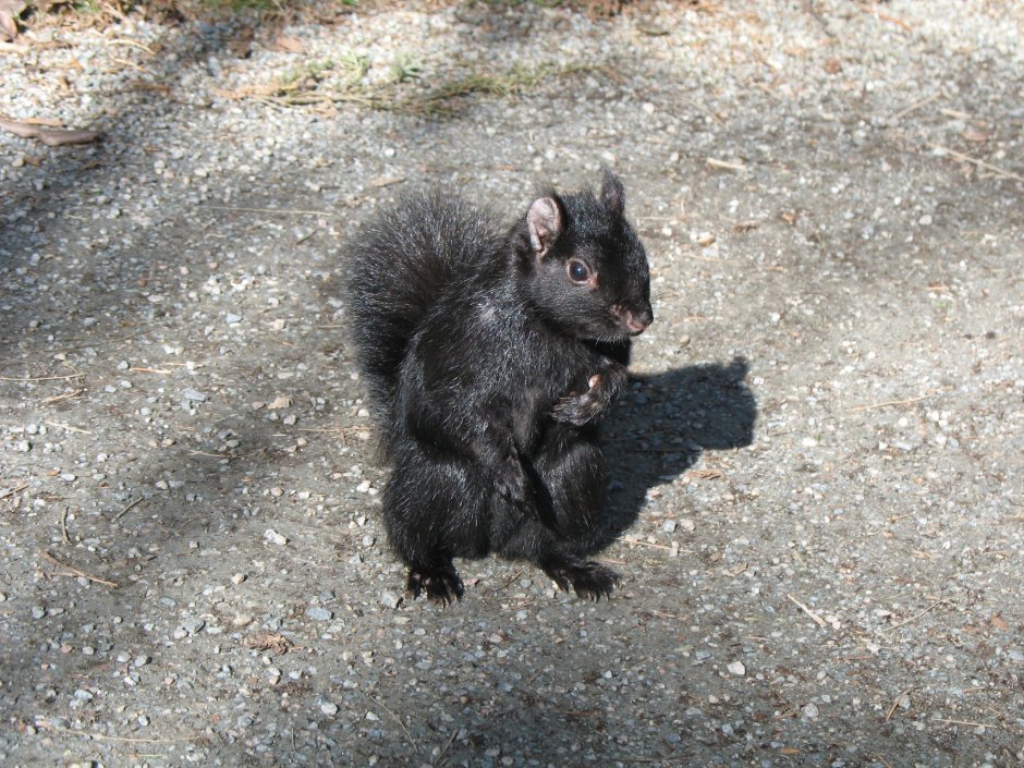 Дельмарвская черная белка