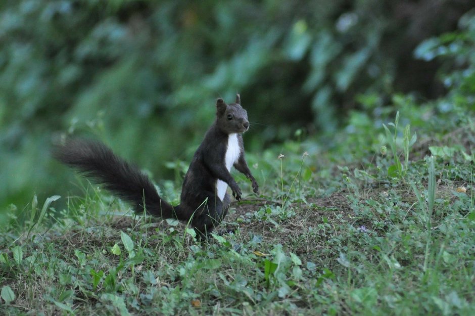 Дельмарвская черная белка