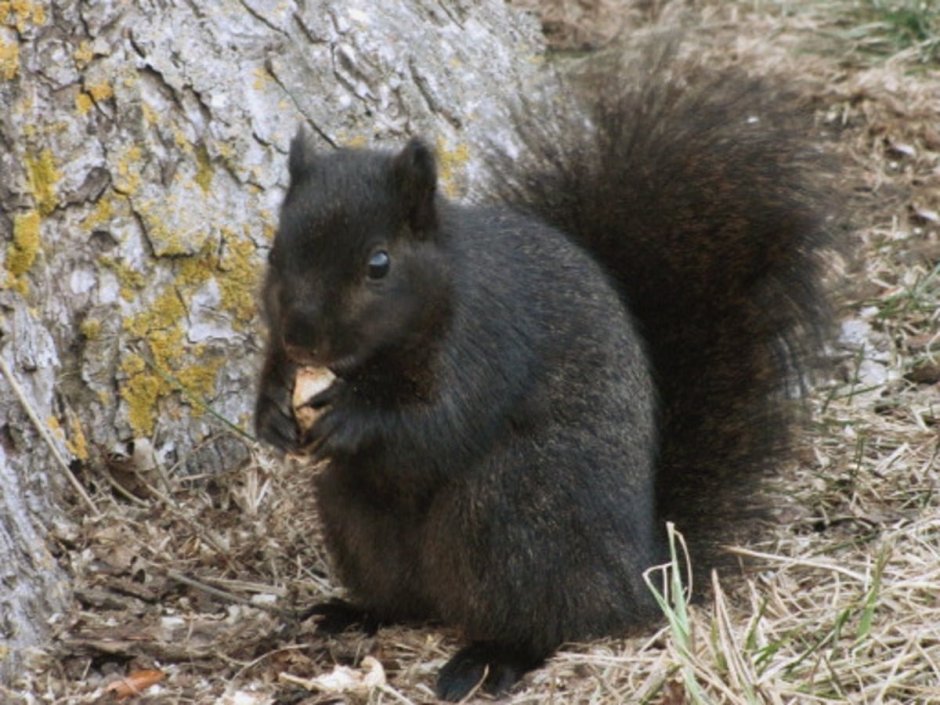 Черная белка Брайанта