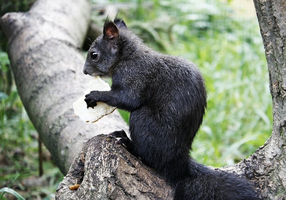 Канадская черная белка