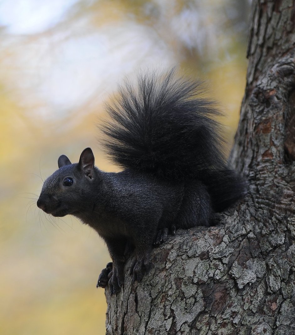 Кавка́зская бе́лка