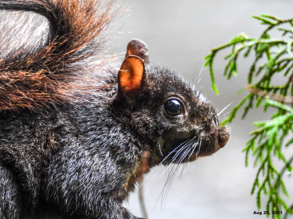 Дельмарвская черная белка