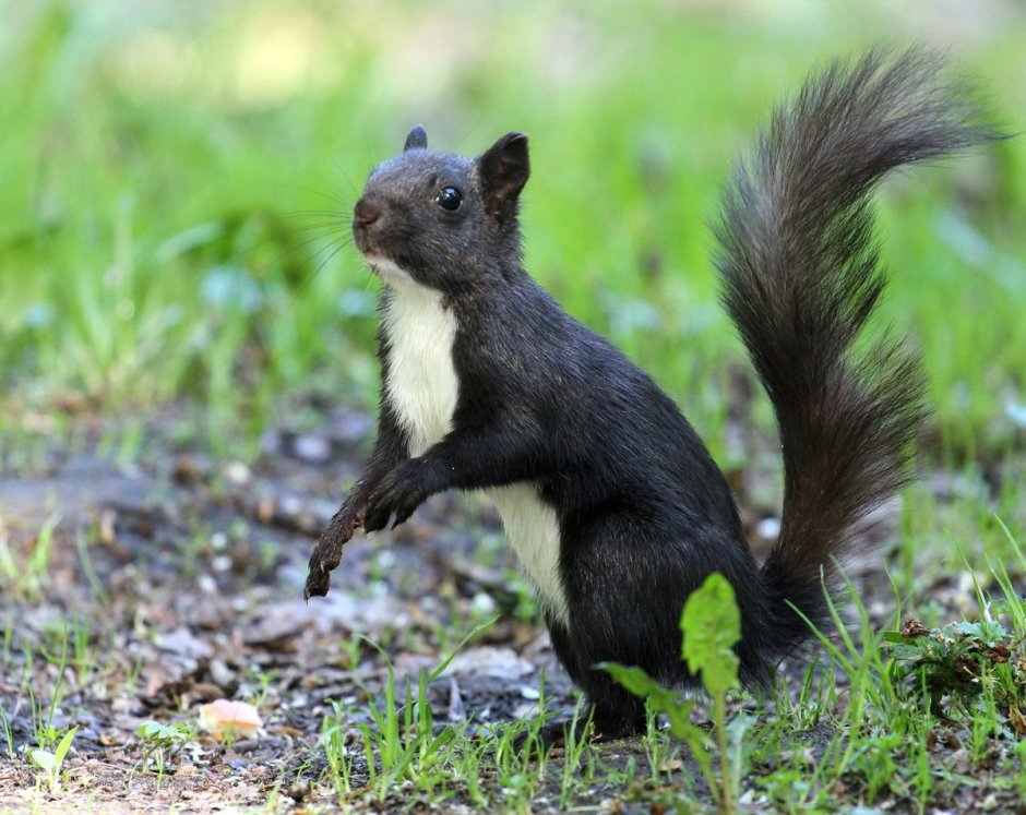 Черная белка зимой