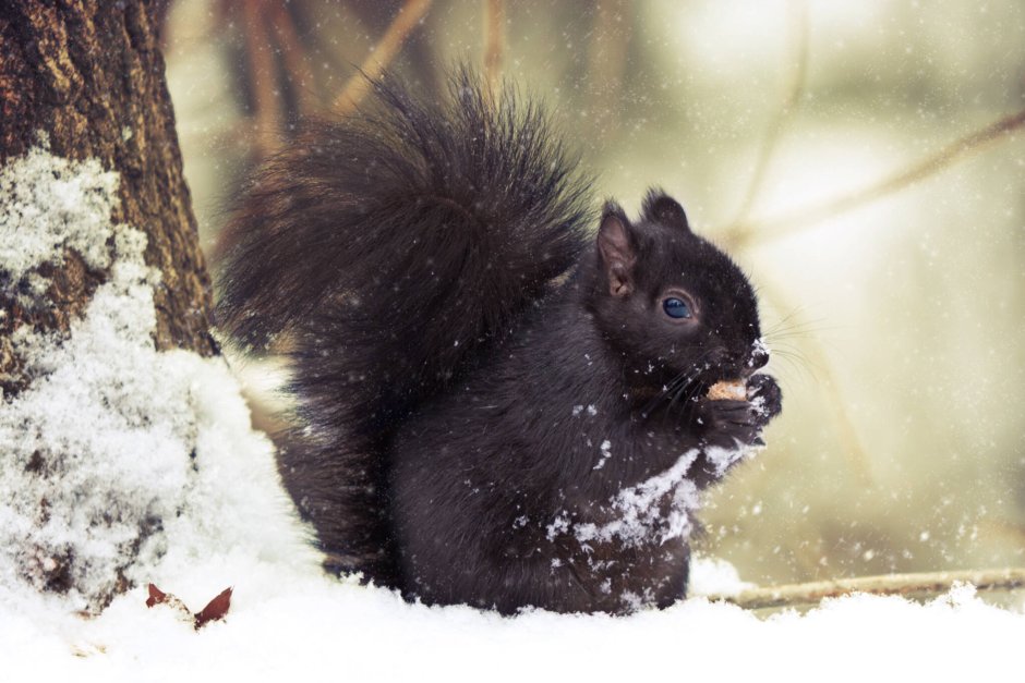 Черная белка Абхазия