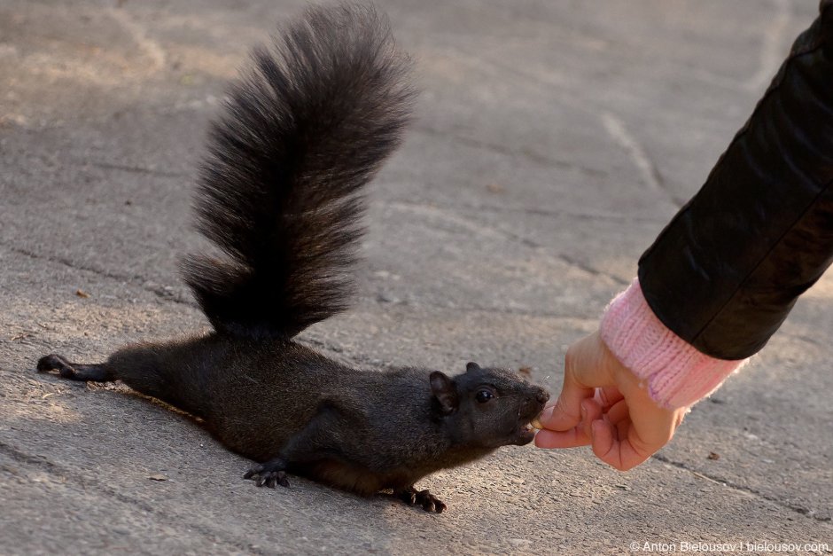 Флоридский чёрный волк