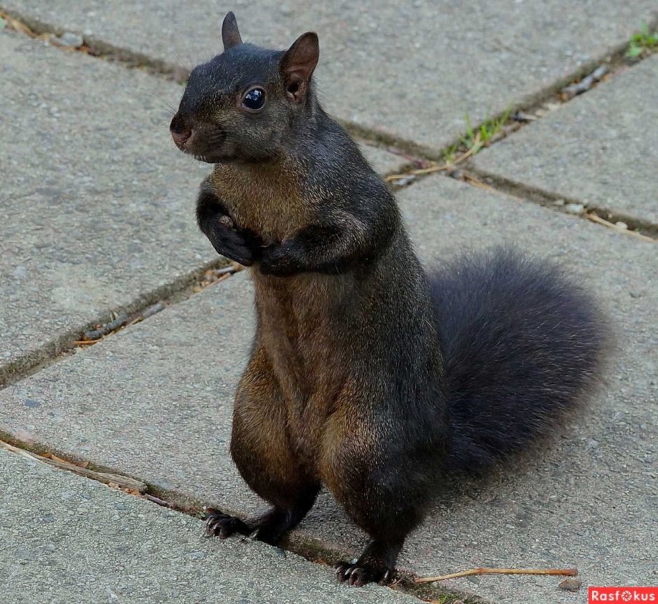 Черная белка с белым брюшком