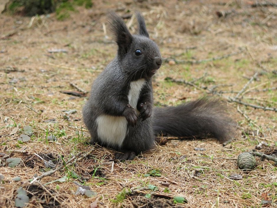 Черная Кавказская белка