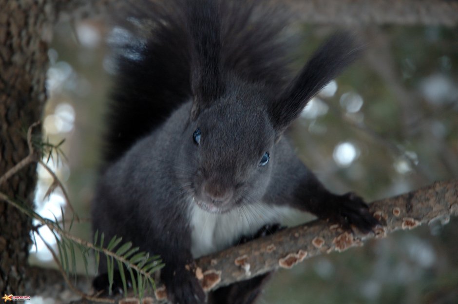 Черные белки в Новосибирске