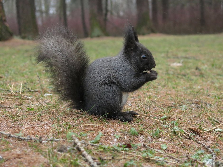 Черная Кавказская белка