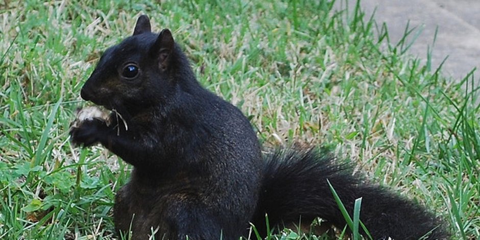 Белки в Хабаровске черные