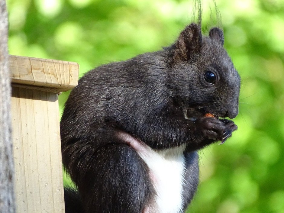Черная белка Абхазия