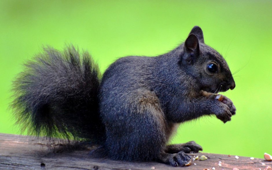 Заколоть белки черным