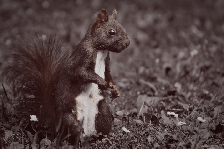 Черная Алтайская белка