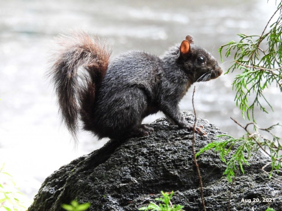 Черная Кавказская белка