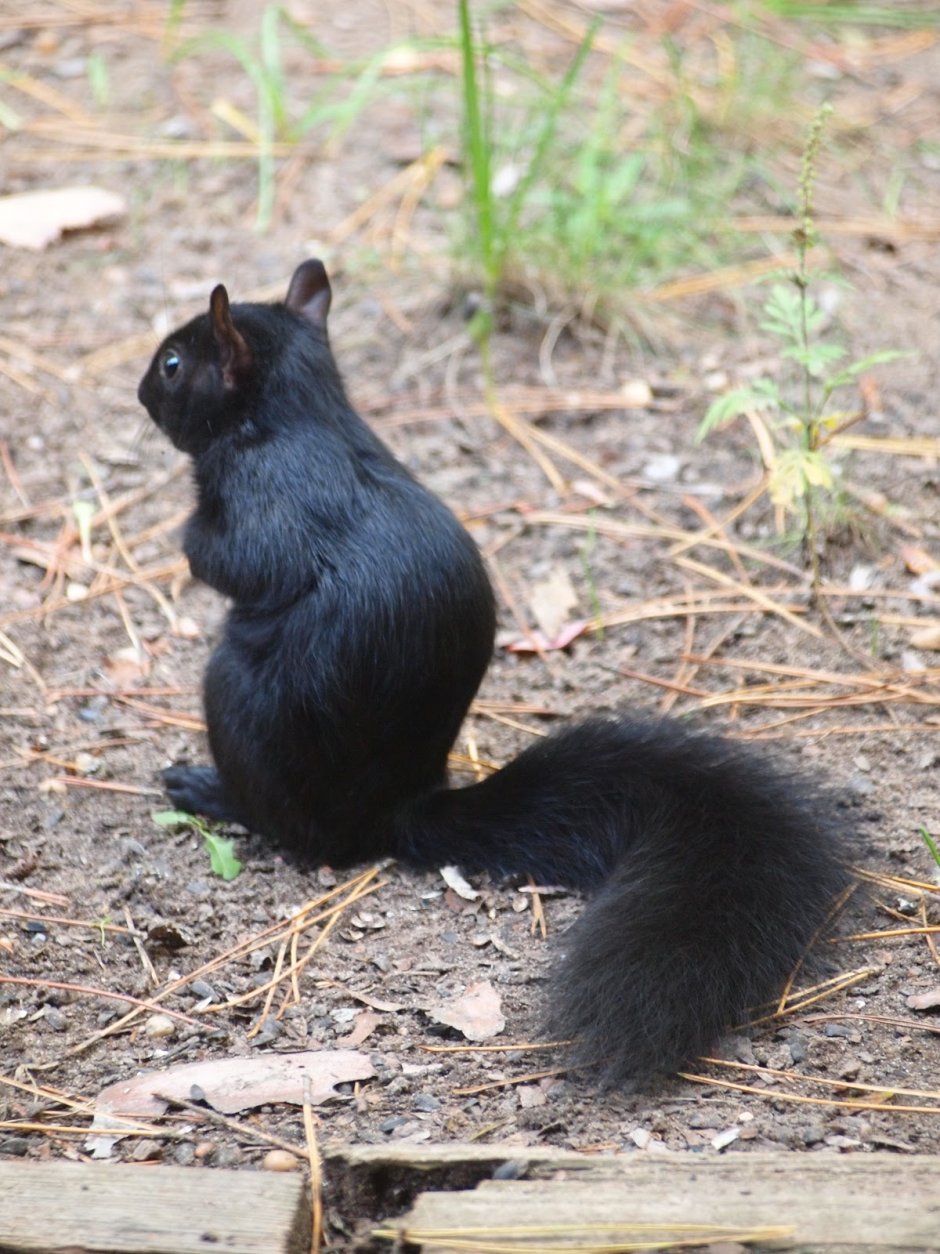 Черная Белочка